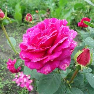 Роза чайно-гибридная Юрианда (Jorianda)